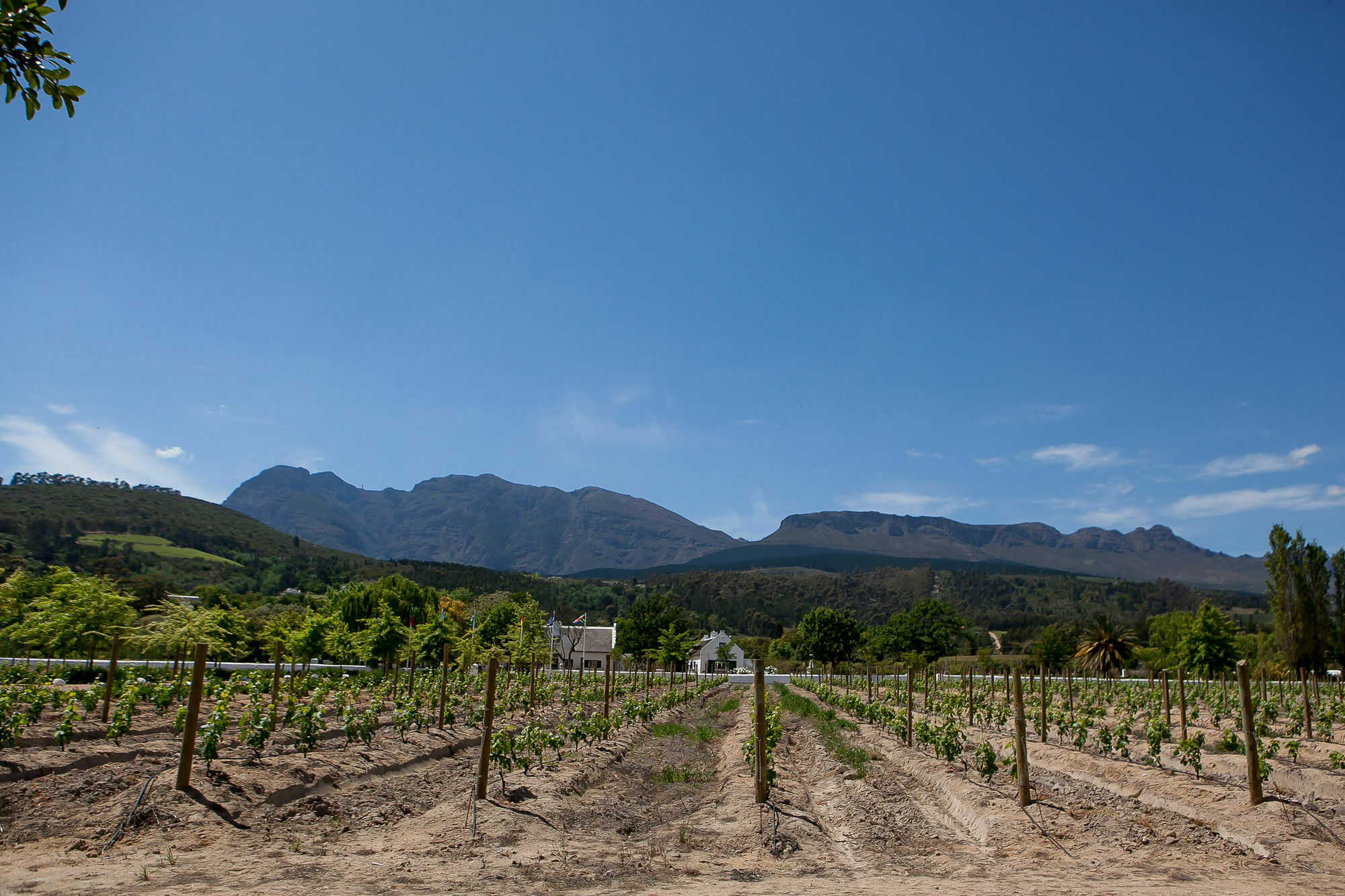 1692 De Kleijne Bos Country House Paarl Bagian luar foto
